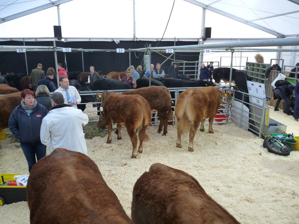 2019 Gallery | Truro Primestock Show